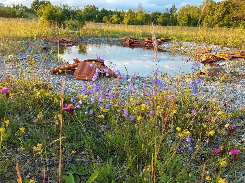 Amphibien-Laichgewässer umgeben von artenreichem Magerrasen