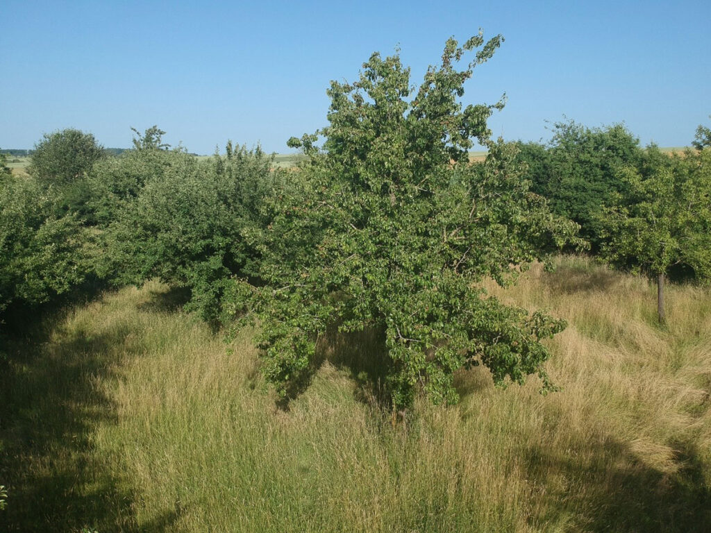 Streuobstwiese